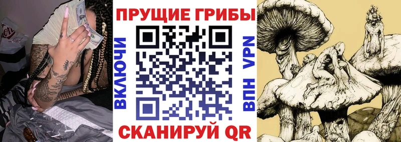 Купить где  Орск  Псилоцибиновые грибы Cubensis 